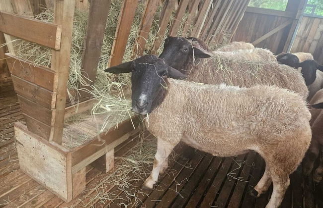 Pousada Vila Felicita - Foto 61