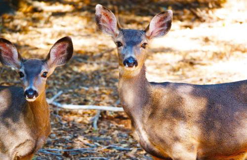 The Bungalow Partial Home Rental - Photo 14