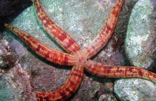 Pajara Rugiada - Foto 53