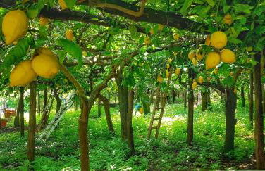 Il Limoneto degli Angeli - Foto 28