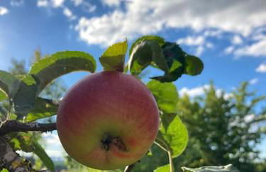 Schwarzwald-Oase für bis zu 10 Personen - Foto 26