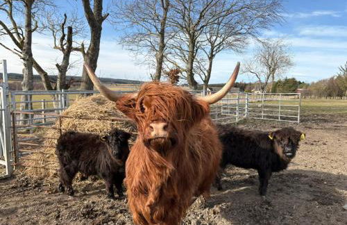 The Wee Heilan' Dram - Foto 36