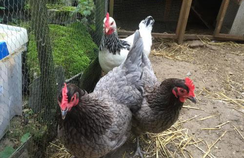 Tranquil Cornish Heritage Retreat - Foto 25