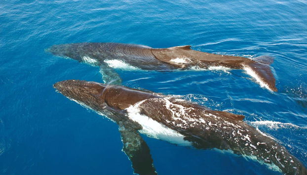 Sydney Whale Watching Tour - Photo 3