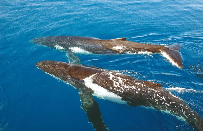 Sydney Whale Watching Tour - Foto 3