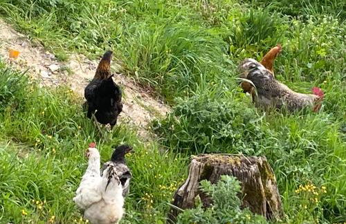 Le gite du moulin - Foto 3