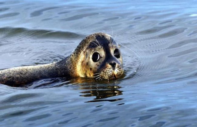 Holiday Home Near Wadden Sea & Elfsteden Path - Foto 28