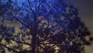 Morrison Colorado Mountain Getaway - Red Rocks - Foto 4