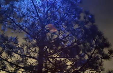 Morrison Colorado Mountain Getaway - Red Rocks - Foto 4