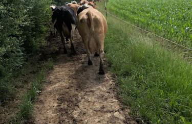 Ferien auf dem Eliesenhof - Foto 30