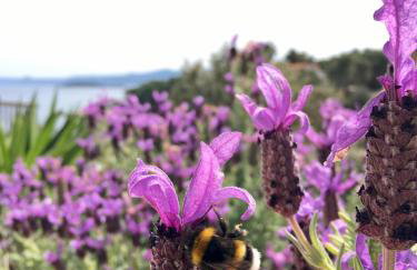 HOLIDAY HVAR lux - Photo 18
