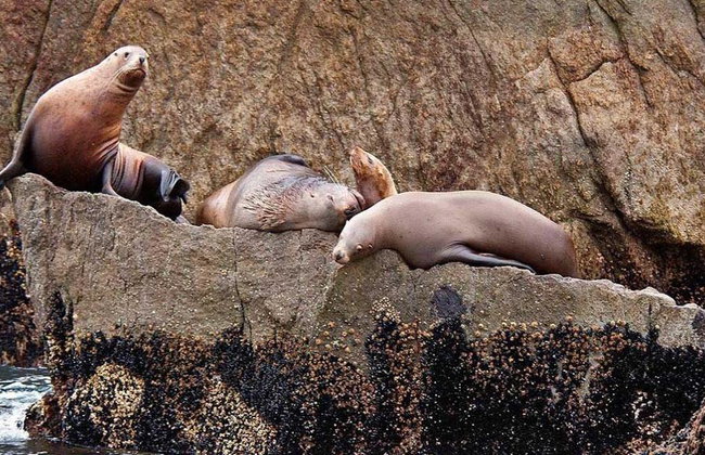 Northwestern Fjord Tour - Foto 8