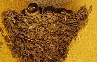 Apartments Viganj - Foto 24