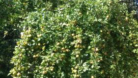 Wohnung am Wald - Foto 3, Garden view