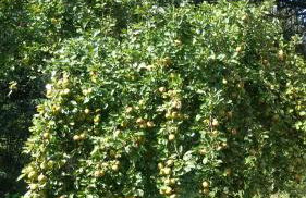 Wohnung am Wald - Foto 3