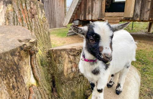 Elas's Hof - 52Nord - Foto 18