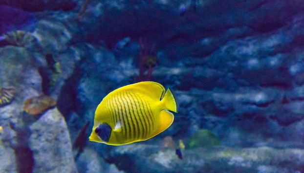 Aquarium Costa de Almería - Photo 3