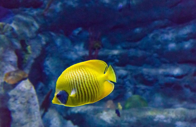 Acquario Costa d'Almería - Foto 3