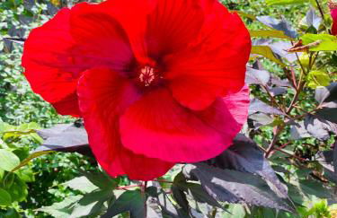 Le Saint Marin - Foto 17