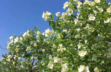 Chalet Alma - Foto 55