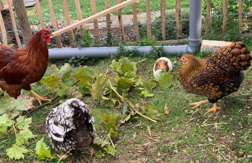 Blockhausvermietung "Vor dem Gröperntor" - Foto 25