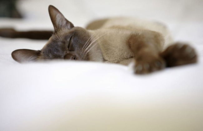 Glover Park - Georgetown - Foto 31