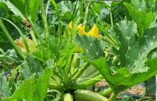 Lakeview Casa Camelia 21 - Foto 73