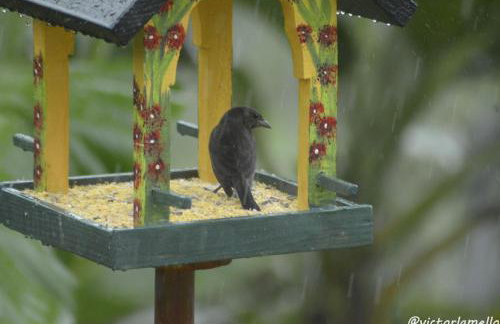 A Casinha Lumiar - Foto 51