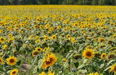 Ostoja Bukowo 12,2 chata u szôłtësa - Foto 24