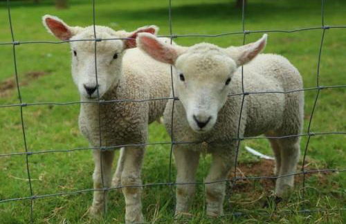 Strongate Cottage Rural Retreat - near Bridport & Jurassic Coastline - Photo 21