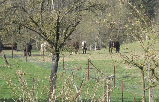 Charming Cottage in a Farm With Views - Foto 39