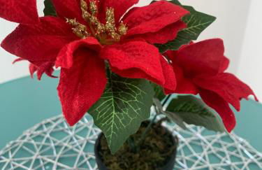 Vesuvius garden - Photo 31