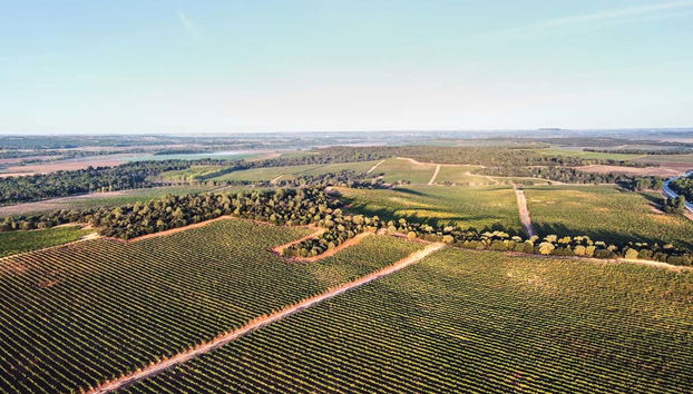 Vigneti della Cantina Bela