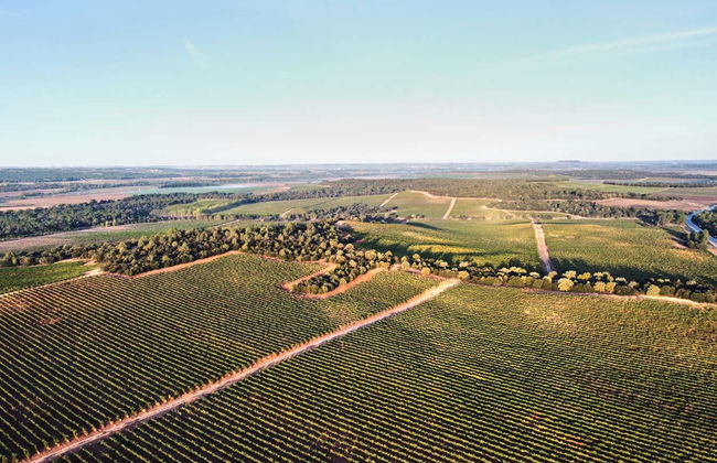 Visita a la bodega Bela - Foto 2