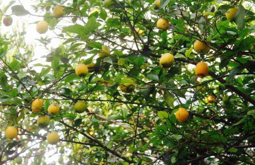 La Pergola di Amalia - Foto 40