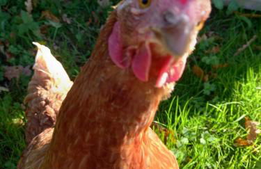 Adorable Hideaway with log fire and incredible views - Foto 12