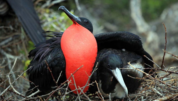 Pássaros endêmicos