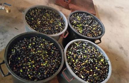 Quinta Barqueiros D'Ouro - Casa da Música - Photo 61