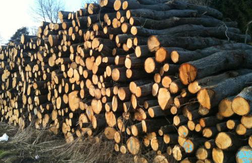 Peeneurlaub - Foto 43