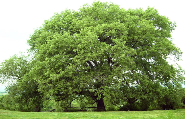 Poggio Del Castagno - Foto 1