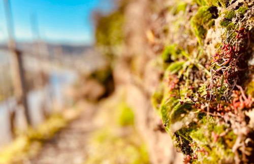 Gut Försterlay - Exklusive Boutique Apartments im historischen Winzerhaus direkt an der Mosel - Foto 77