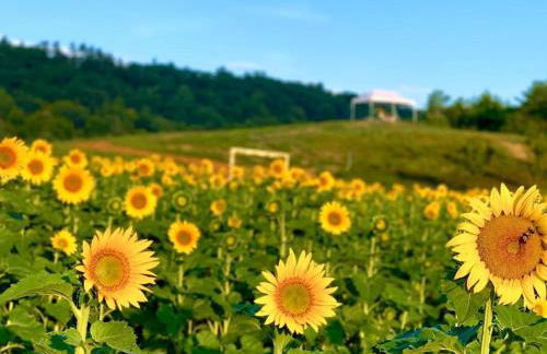 Luxury Farm Stay-Bonds Corner Bungalow-Wolf Pine Hollow - Foto 27