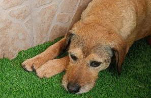 Apartamentos Dos Carneros - Foto 48