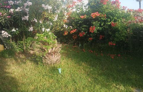 Kyllini am Meer relaxen mit Hund - Foto 19