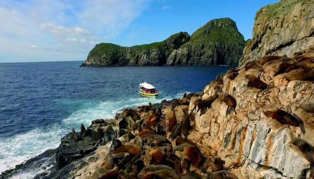 Cruzeiros pela Ilha Bruny - Cruzeiro de 3 horas pela Natureza Selvagem - Foto 4