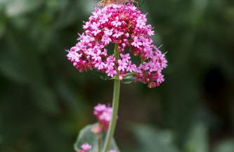 Domaine de la barbeirasse - Foto 24