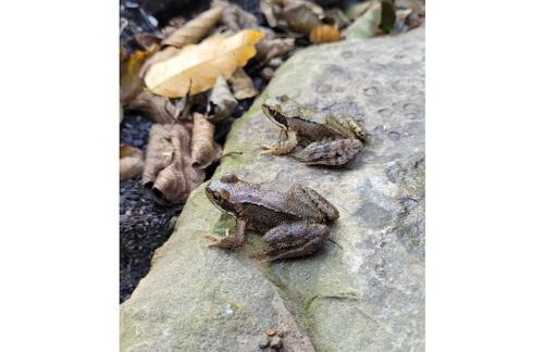 Holiday home Littard - Foto 16