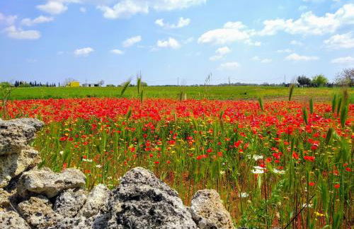 Masseria Cataldo - Foto 59