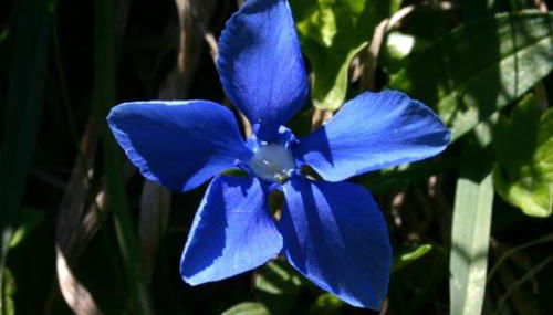 Chalet Le Gentiane - Photo 4