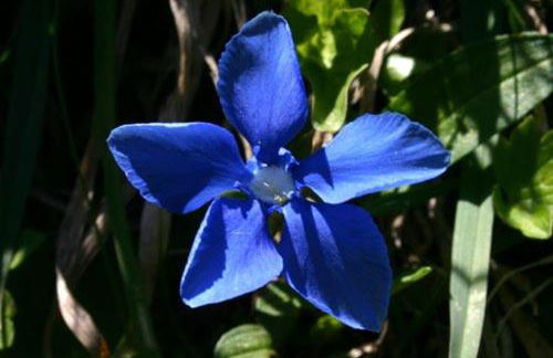 Chalet Le Gentiane - Photo 4